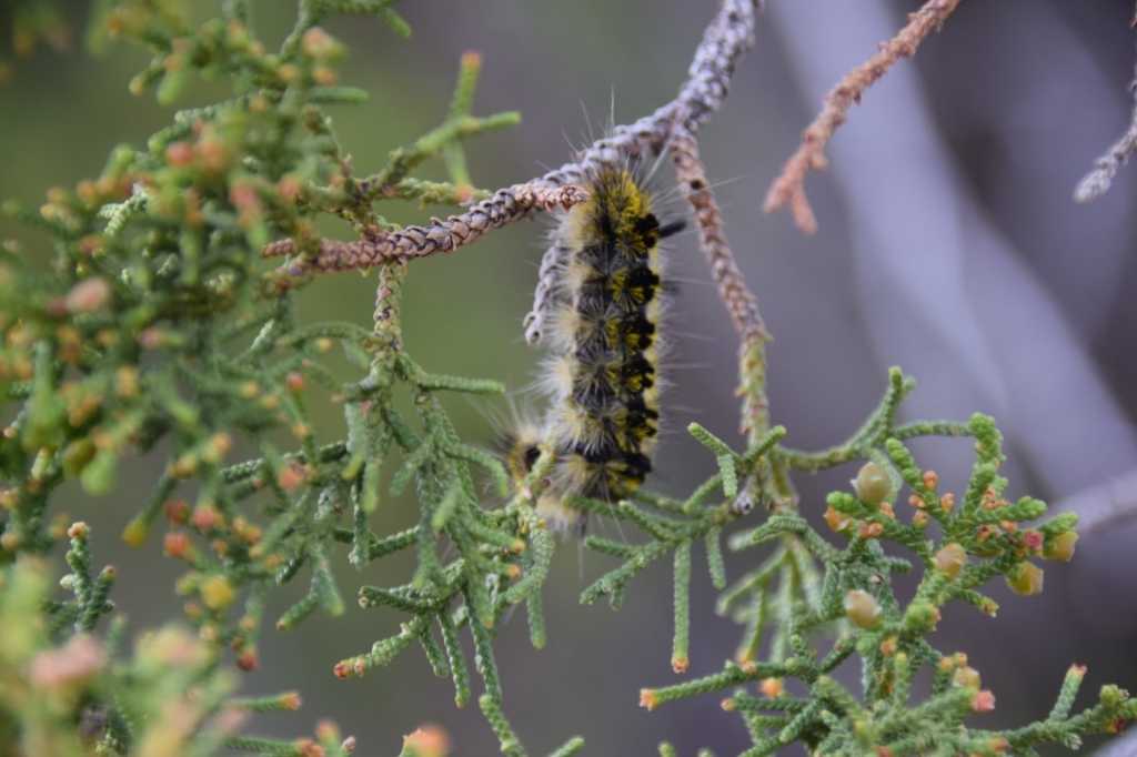 DSC_0724Mittel_.JPG